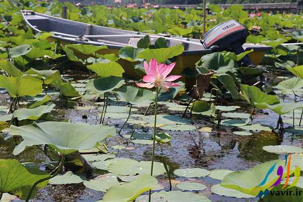 تالاب انزلی