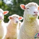 sheep - images