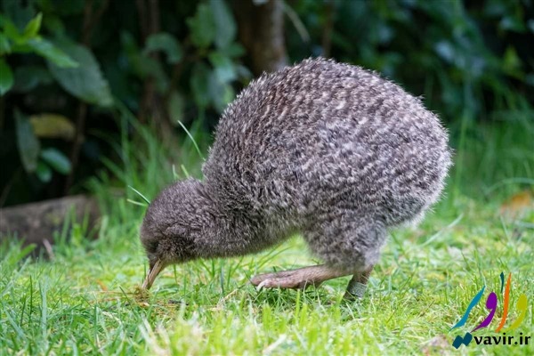 سرزمین کیوی (مردم، پرندگان و میوه ها) است
