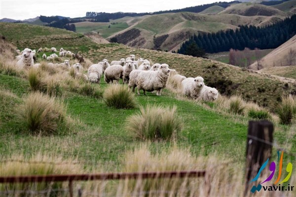تعداد گوسفندان بسیار بیشتر از مردم است